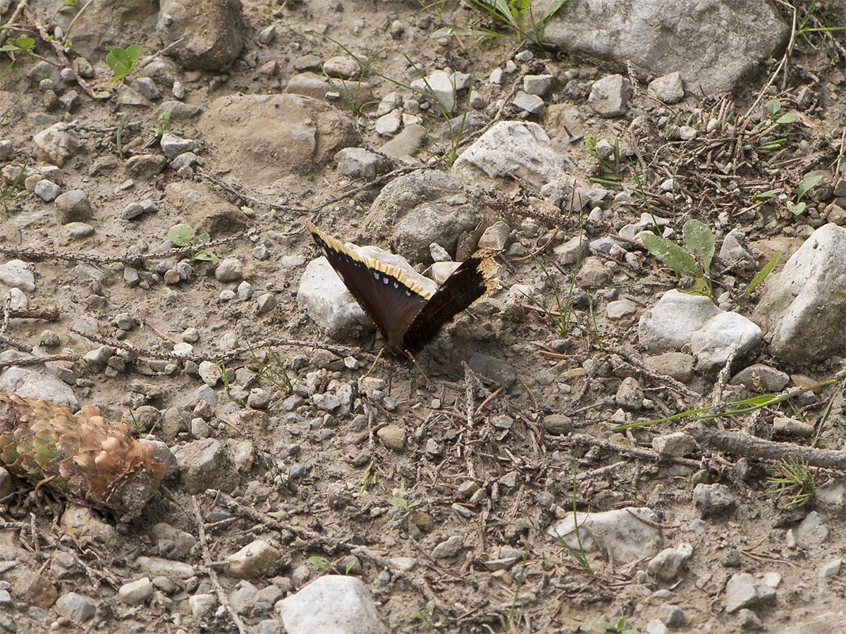 Nymphalis antiopa